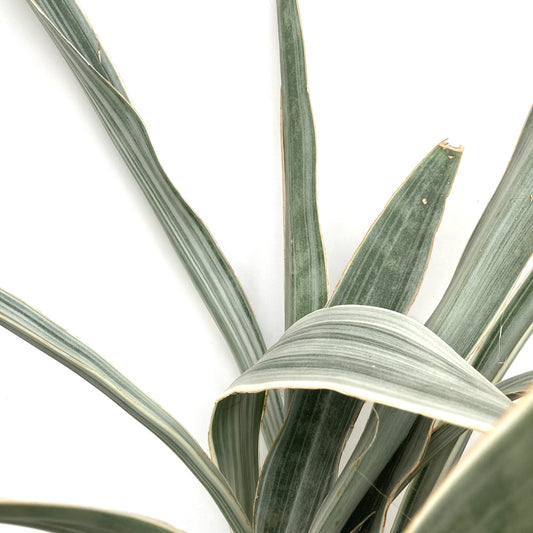 Sansevieria, 6in, Sayuri - Floral Acres Greenhouse & Garden Centre