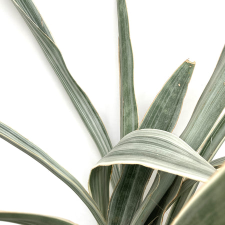 Sansevieria, 6in, Sayuri - Floral Acres Greenhouse & Garden Centre