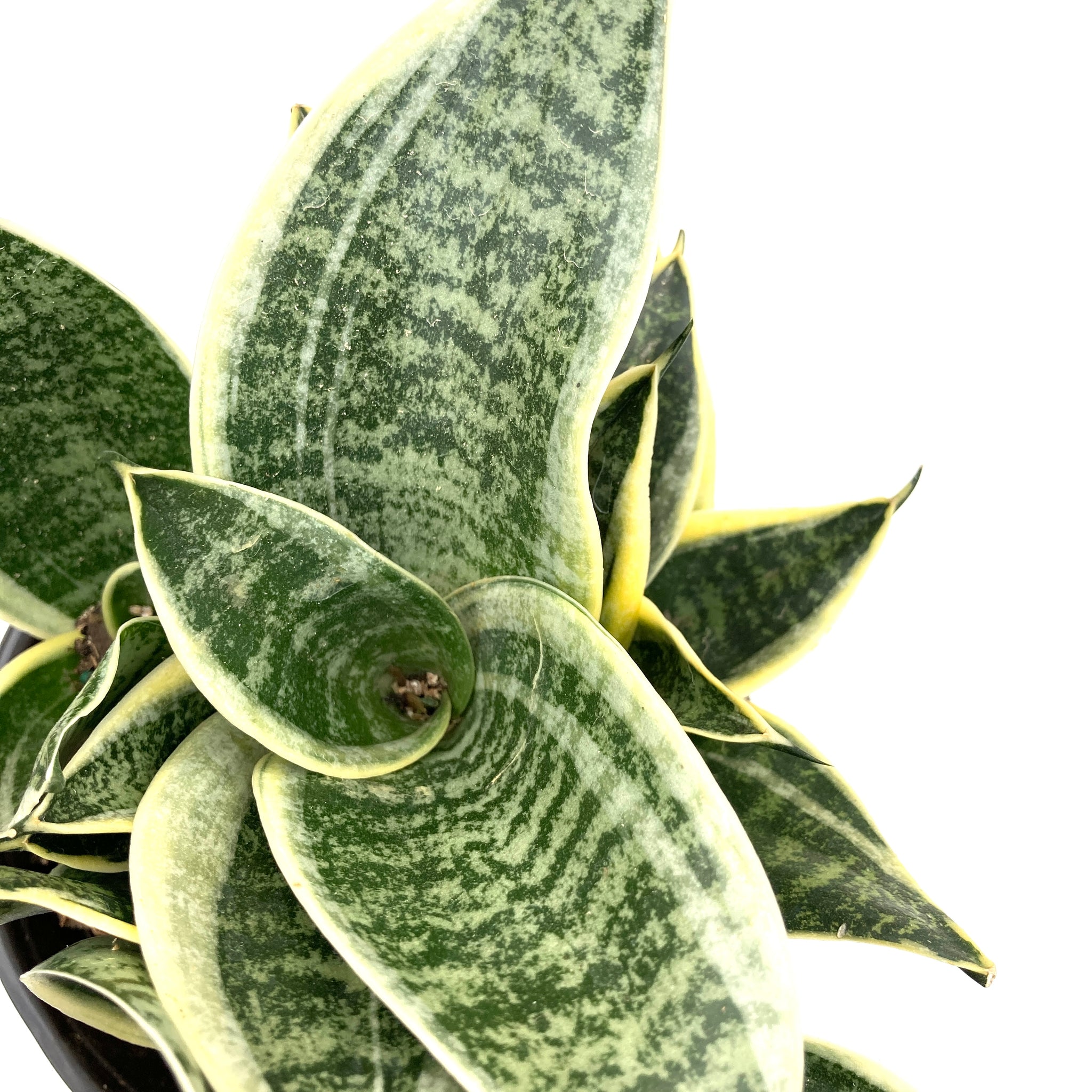 ocean star snake plant Sansevieria, 6in, Star Power, Ocean Star – Floral Acres Greenhouse & Garden Centre