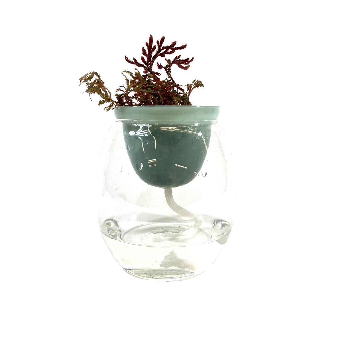 Water Wick Planter, Assorted - Floral Acres Greenhouse & Garden Centre