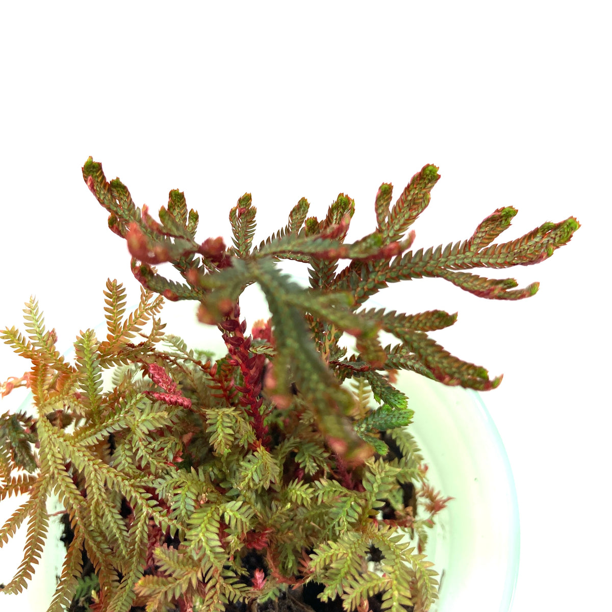 Water Wick Planter, Assorted - Floral Acres Greenhouse & Garden Centre