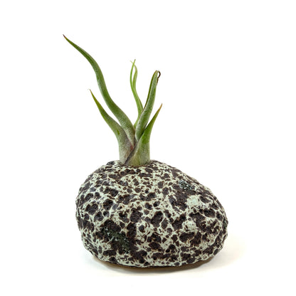 Lunar Rock Planter, Air Plant - Floral Acres Greenhouse & Garden Centre