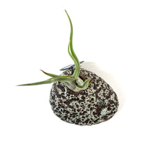 Load image into Gallery viewer, Lunar Rock Planter, Air Plant - Floral Acres Greenhouse &amp; Garden Centre
