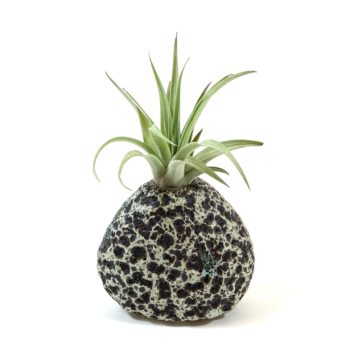 Lunar Rock Planter, Air Plant - Floral Acres Greenhouse & Garden Centre