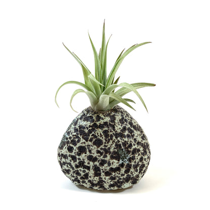 Lunar Rock Planter, Air Plant - Floral Acres Greenhouse & Garden Centre