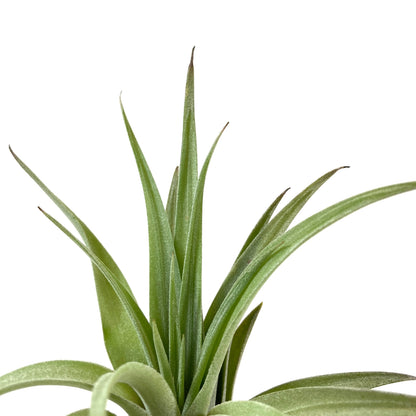 Lunar Rock Planter, Air Plant - Floral Acres Greenhouse & Garden Centre