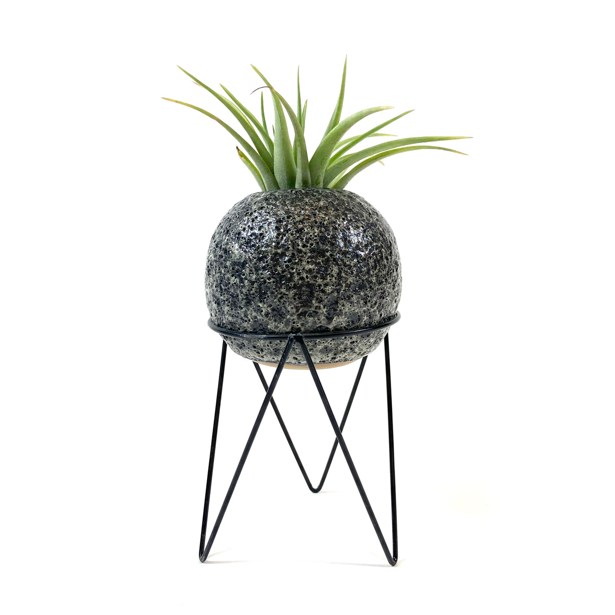 Meteor Planter, Air Plant - Floral Acres Greenhouse & Garden Centre