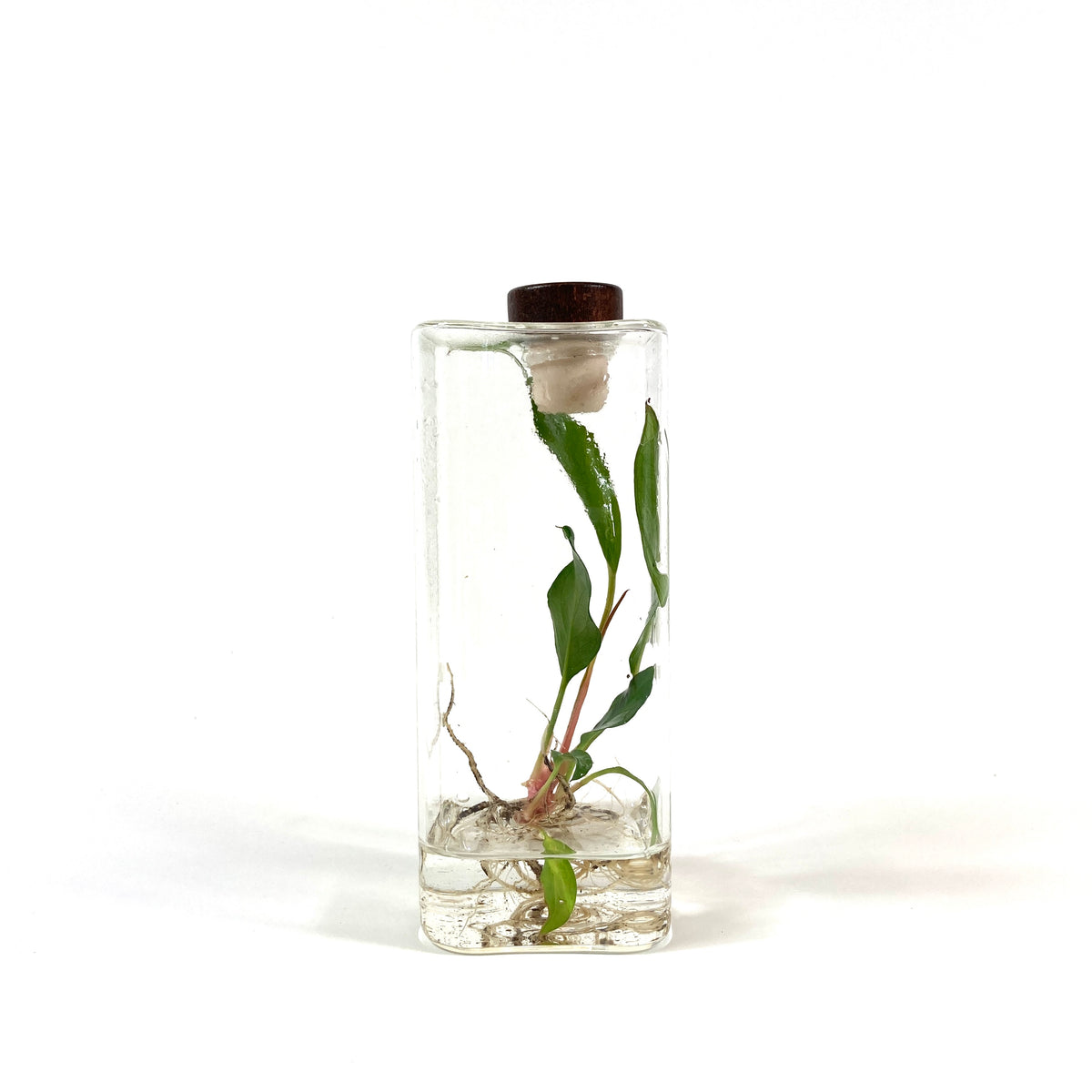 Planter, Aquatic Life - Floral Acres Greenhouse & Garden Centre