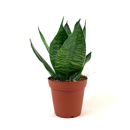 Sansevieria, 4in, Hahnii - Floral Acres Greenhouse & Garden Centre