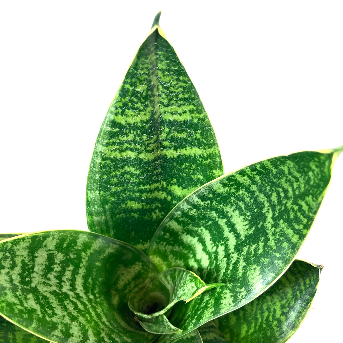 Sansevieria, 4in, Hahnii - Floral Acres Greenhouse & Garden Centre