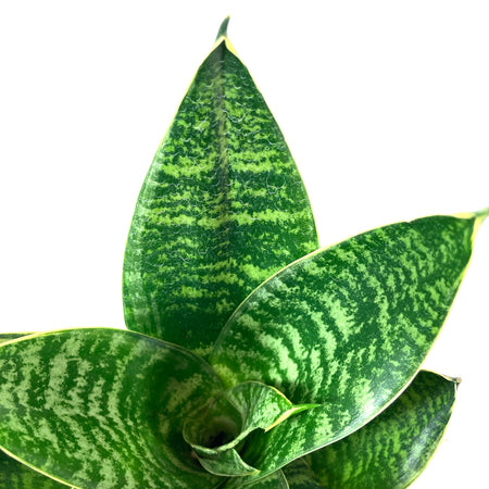 Sansevieria, 4in, Hahnii - Floral Acres Greenhouse & Garden Centre