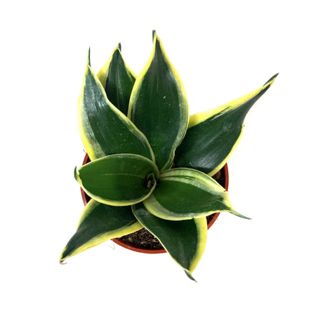 Sansevieria, 4in, Hahnii Jade Marginata - Floral Acres Greenhouse & Garden Centre