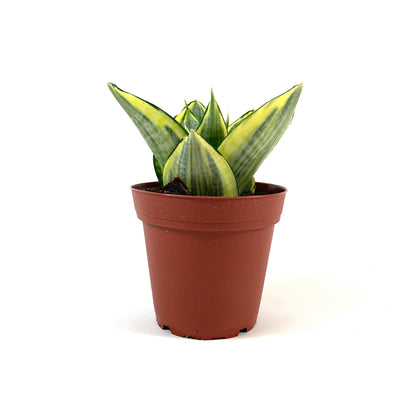 Sansevieria, 4in, Hahnii Golden - Floral Acres Greenhouse & Garden Centre