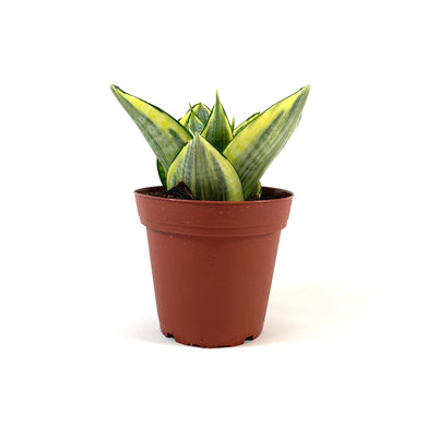 Sansevieria, 4in, Hahnii Golden - Floral Acres Greenhouse & Garden Centre