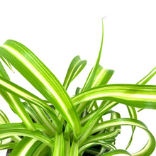 Load image into Gallery viewer, Spider Plant, 4in, Curly Bonnie - Floral Acres Greenhouse &amp; Garden Centre
