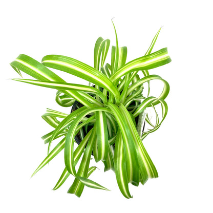 Spider Plant, 4in, Curly Bonnie - Floral Acres Greenhouse & Garden Centre