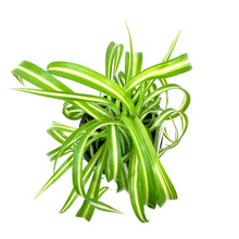 Load image into Gallery viewer, Spider Plant, 4in, Curly Bonnie - Floral Acres Greenhouse &amp; Garden Centre
