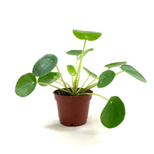 Load image into Gallery viewer, Pilea, 2.5in, Peperomioides - Floral Acres Greenhouse &amp; Garden Centre
