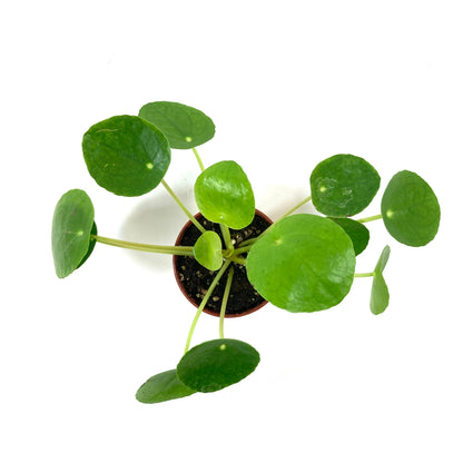 Pilea, 2.5in, Peperomioides - Floral Acres Greenhouse & Garden Centre