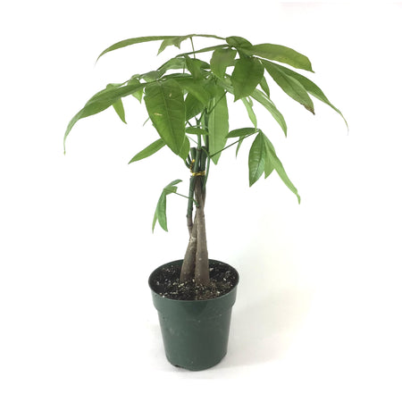Pachira, 6in, Money Tree Braid