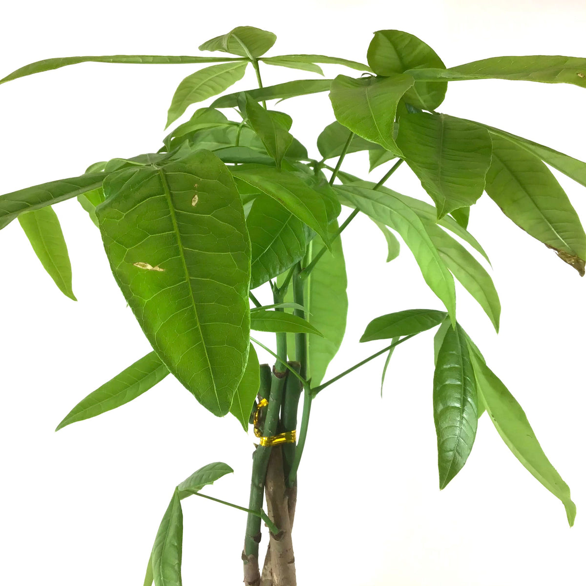 Pachira, 6in, Money Tree Braid