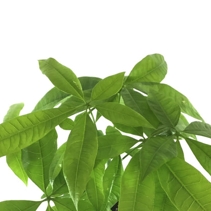 Pachira, 6in, Money Tree Braid