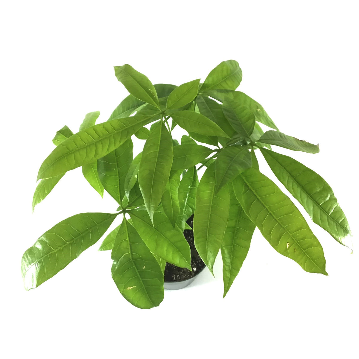 Pachira, 6in, Money Tree Braid