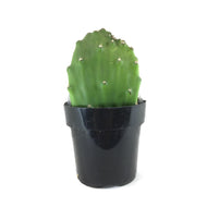 Cactus, 9cm, Opuntia Basilaris 'Beavertail' - Floral Acres Greenhouse & Garden Centre