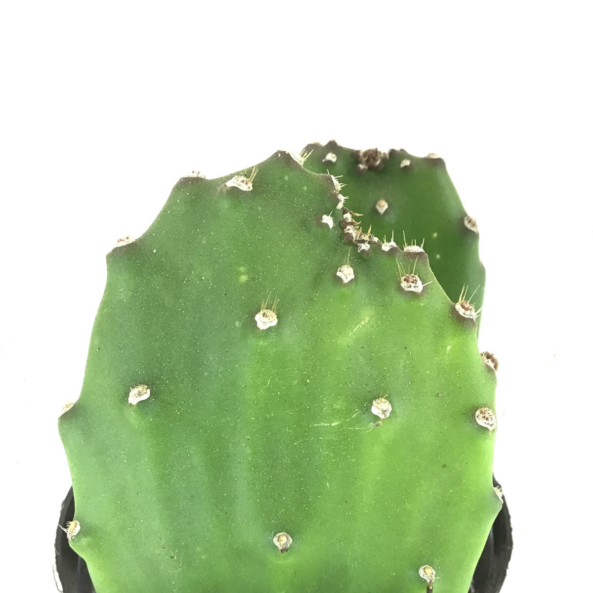 Cactus, 9cm, Opuntia Basilaris 'Beavertail' - Floral Acres Greenhouse & Garden Centre