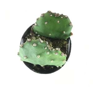 Cactus, 9cm, Opuntia Basilaris 'Beavertail' - Floral Acres Greenhouse & Garden Centre