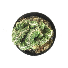 Load image into Gallery viewer, Cactus, 9cm, Bolivicereus Cactus Crest - Floral Acres Greenhouse &amp; Garden Centre
