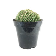 Cactus, 9cm, Trichocereus Huascha Cristata - Floral Acres Greenhouse & Garden Centre