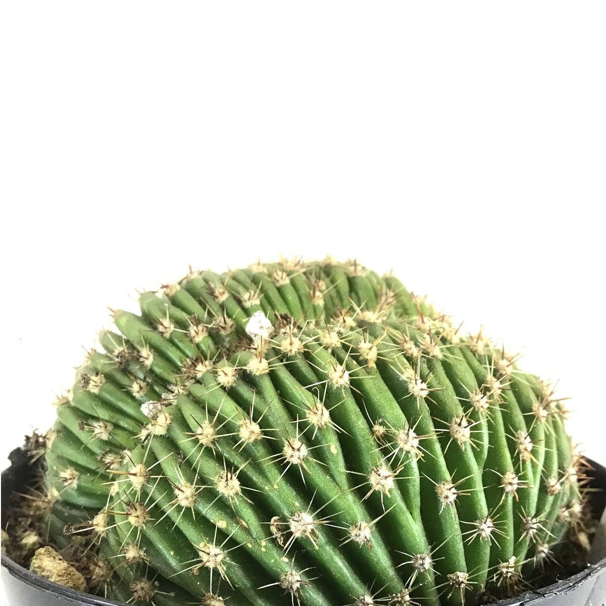 Cactus, 9cm, Trichocereus Huascha Cristata - Floral Acres Greenhouse & Garden Centre