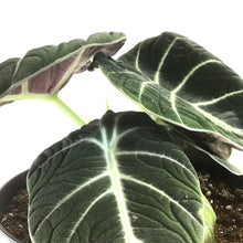 Load image into Gallery viewer, Alocasia, 7.5in, Black Velvet - Floral Acres Greenhouse &amp; Garden Centre
