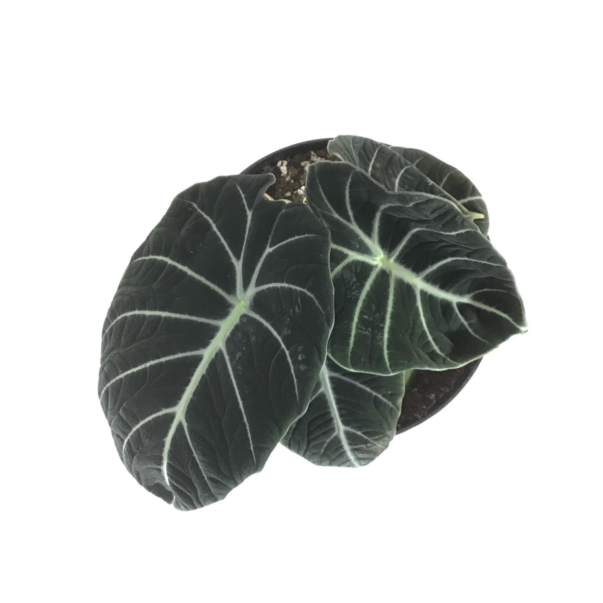 Alocasia, 7.5in, Black Velvet - Floral Acres Greenhouse & Garden Centre