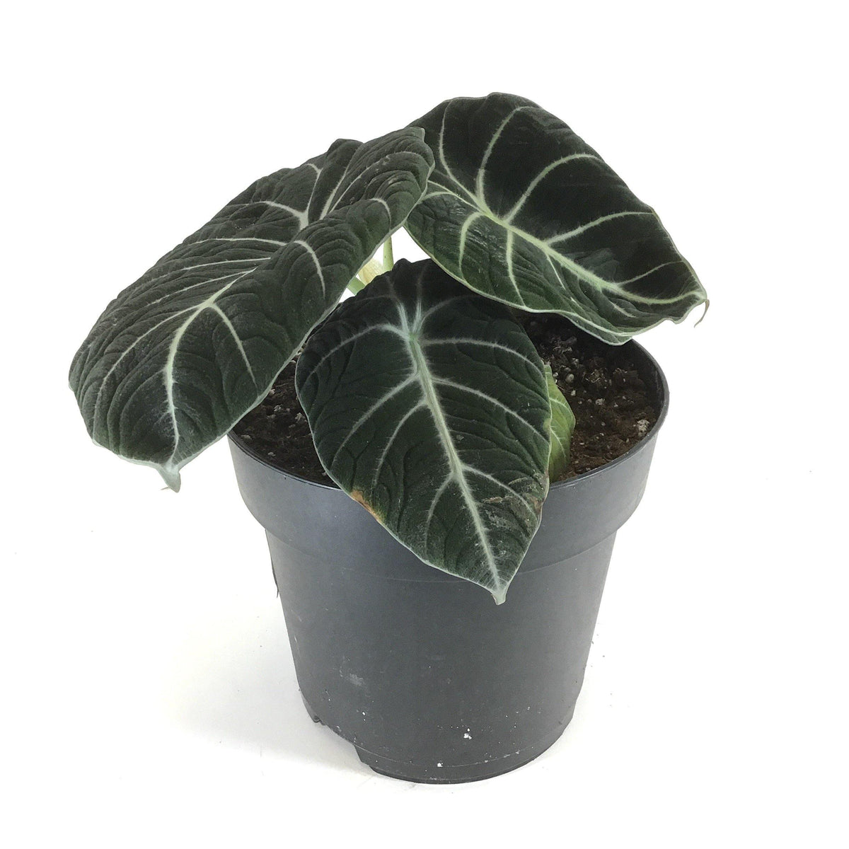 Alocasia, 7.5in, Black Velvet - Floral Acres Greenhouse & Garden Centre