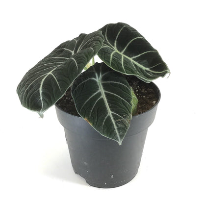 Alocasia, 7.5in, Black Velvet - Floral Acres Greenhouse & Garden Centre