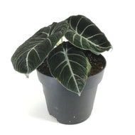Alocasia, 7.5in, Black Velvet - Floral Acres Greenhouse & Garden Centre