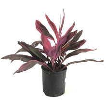 Load image into Gallery viewer, Cordyline, 10in, Hot Pepper - Floral Acres Greenhouse &amp; Garden Centre
