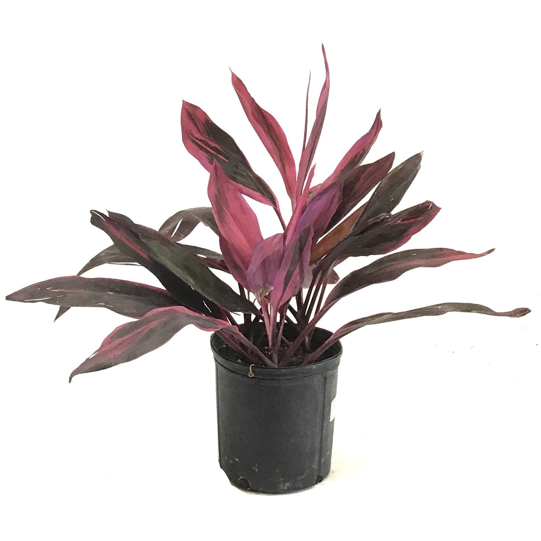 Cordyline, 10in, Hot Pepper - Floral Acres Greenhouse & Garden Centre