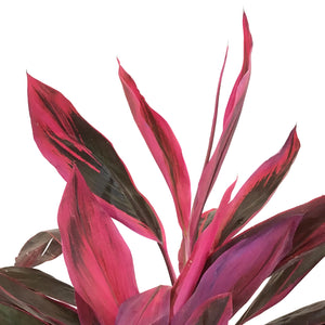 Cordyline, 10in, Hot Pepper - Floral Acres Greenhouse & Garden Centre