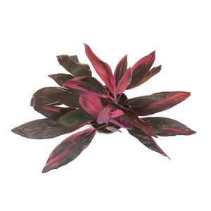 Cordyline, 10in, Hot Pepper - Floral Acres Greenhouse & Garden Centre