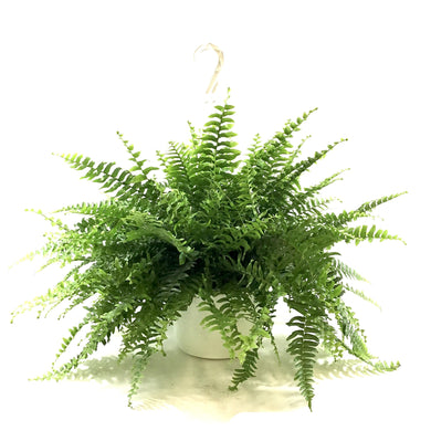 Fern, 10in, Boston, Hanging Basket - Floral Acres Greenhouse & Garden Centre