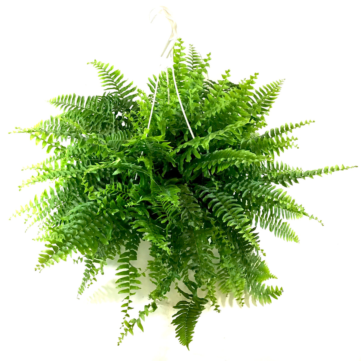 Fern, 10in, Boston, Hanging Basket - Floral Acres Greenhouse & Garden Centre