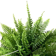 Load image into Gallery viewer, Fern, 10in, Boston, Hanging Basket - Floral Acres Greenhouse &amp; Garden Centre
