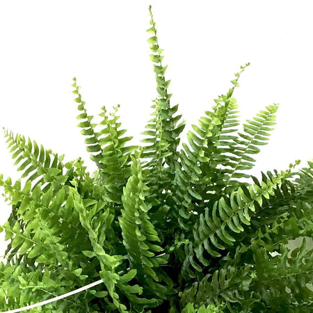 Fern, 10in, Boston, Hanging Basket - Floral Acres Greenhouse & Garden Centre