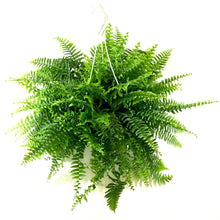 Load image into Gallery viewer, Fern, 10in, Boston, Hanging Basket - Floral Acres Greenhouse &amp; Garden Centre

