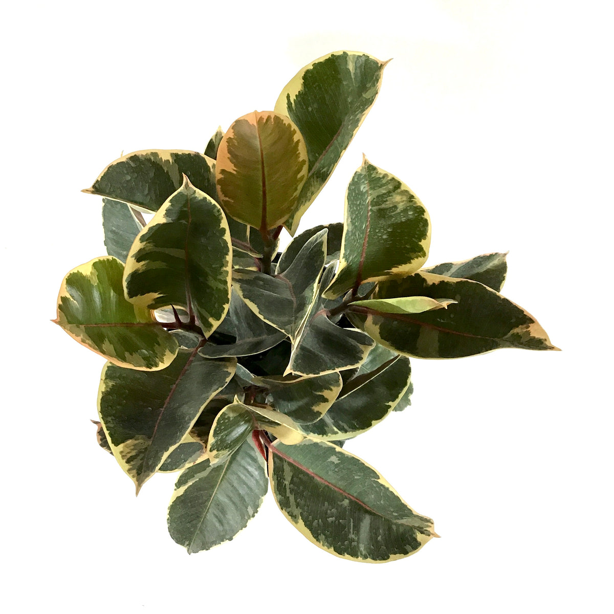 Ficus, 10in, Tineke - Floral Acres Greenhouse & Garden Centre