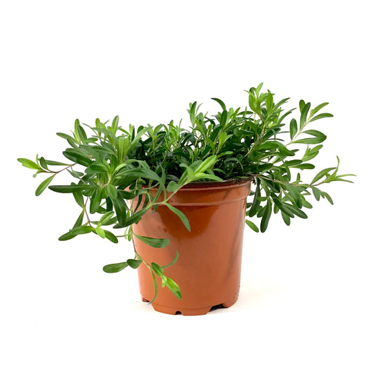 Perennial, 4in, Dianthus/Maiden Pinks - Floral Acres Greenhouse & Garden Centre