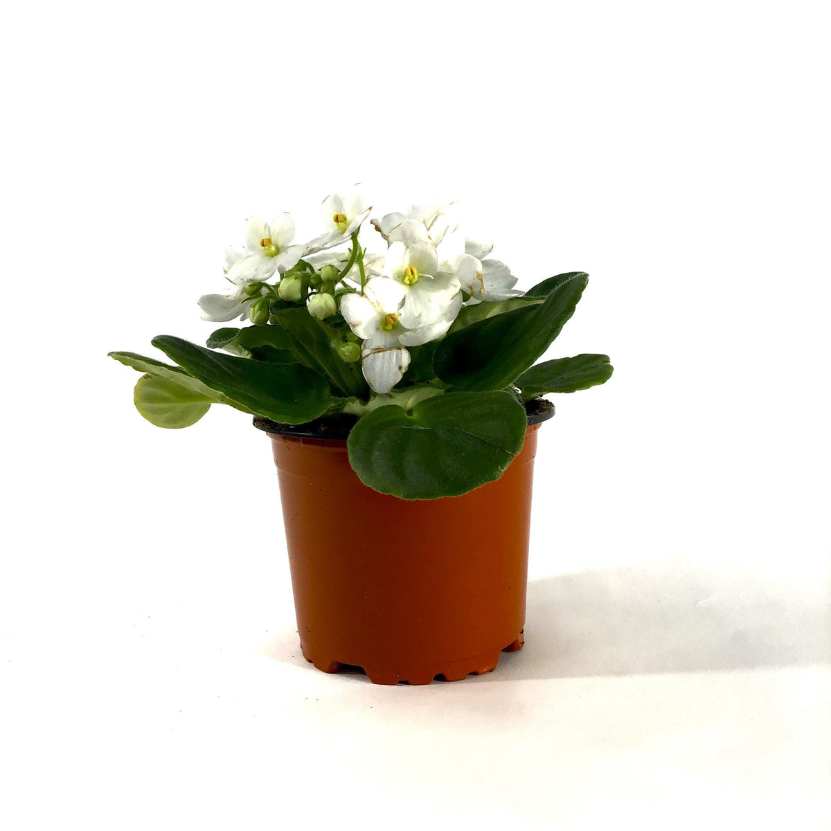African Violet, 4in - Floral Acres Greenhouse & Garden Centre